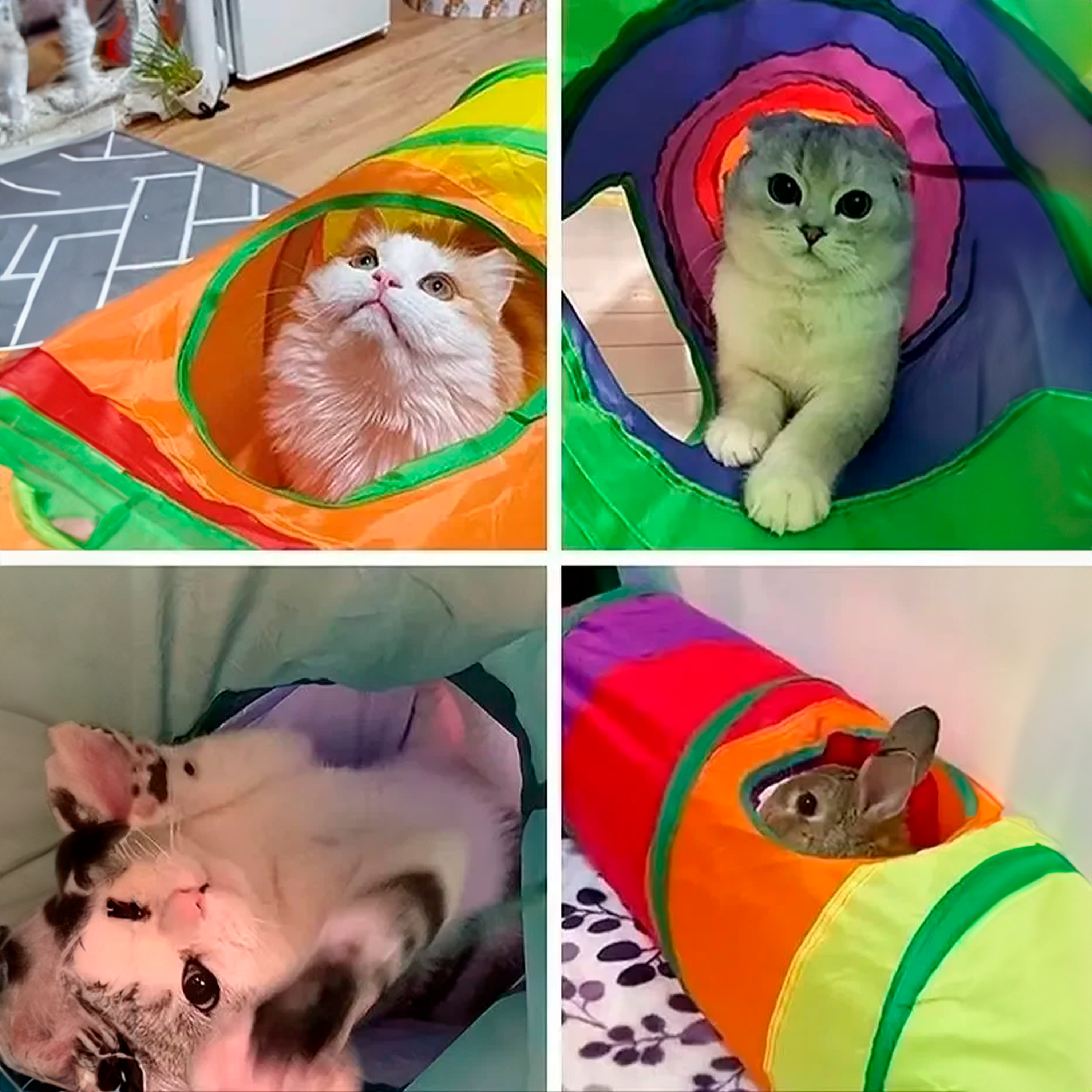 Túnel colorido e divertido para gatos formas variáveis portátil
