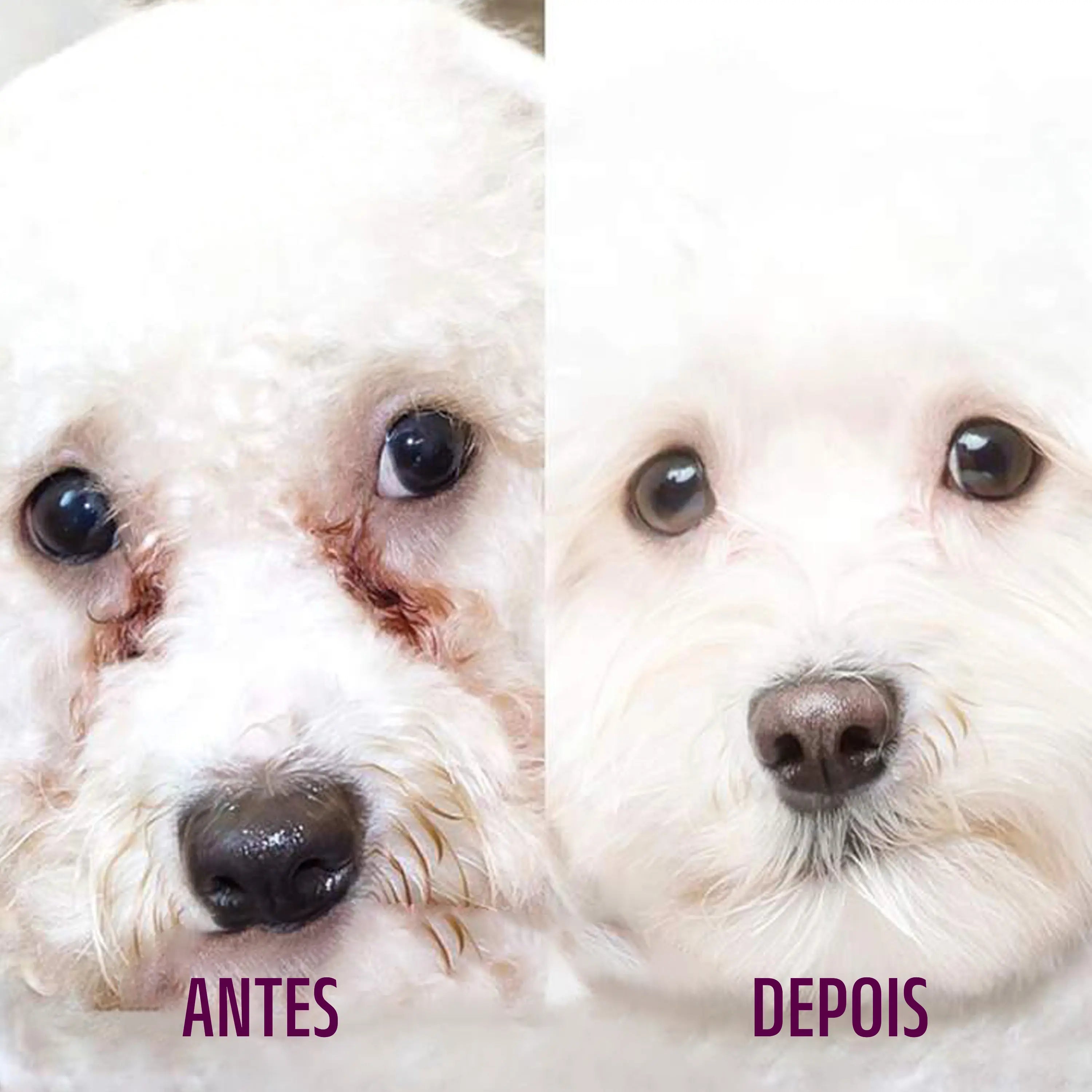 Kit Limpador de Patas + Limpa lágrimas ácidas Petloo